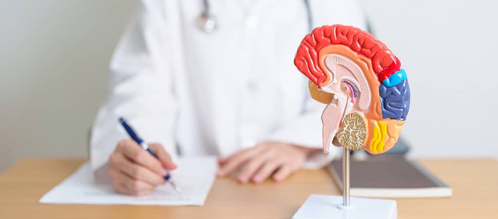 doctor with human Brain anatomy model and tablet.